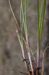 Nash's blue-eyed grass